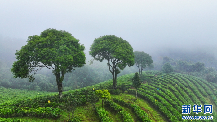 云雾下的茶山（11月2日摄）。新华网 赵普凡 摄