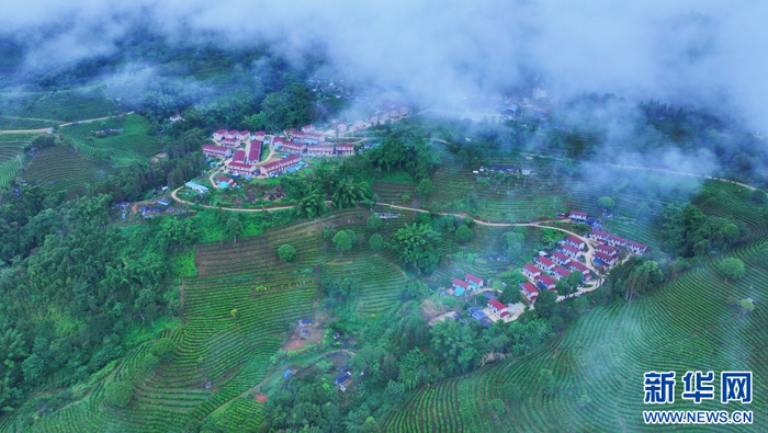   大益布朗山基地错落有致的民居（11月1日摄）。新华网 赵普凡 摄