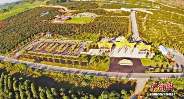 资料图：广西林场油茶产业景观。广西林业局供图