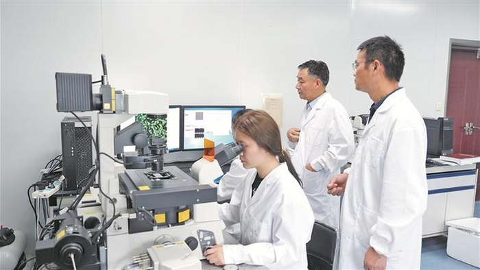 新疆农垦科学院畜牧兽医研究所科研团队进行军垦肉羊育种数据分析（资料图片）。兵团日报常驻记者 郑瑶 摄