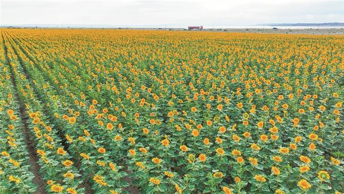    航拍十师一八八团食葵地（摄于7月10日）。    兵团日报常驻记者  李正虎  摄