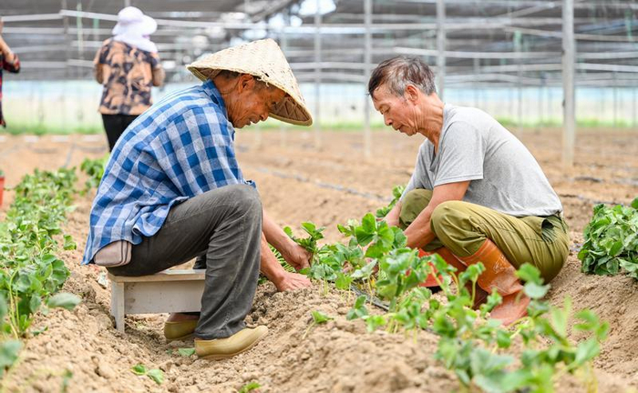 在当盛村闽台融合生态采摘园，农户开启秋季草莓、小番茄种植工作。 通讯员 林君斌 摄