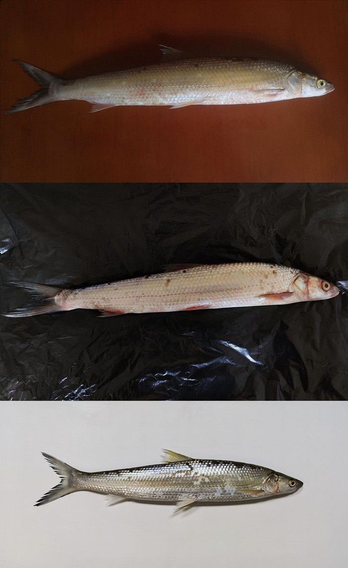 2022年、2024年、2025年在府河水域分别发现的鳤鱼标本。王新越 摄