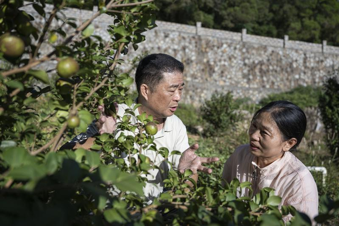 平潭综合实验区绿康农业专业合作社负责人吴正中（左）在基地查看山茶树生长情况。通讯员 念望舒 摄