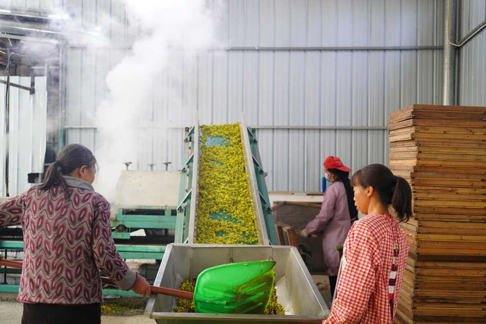 工作人员在加工有机菊花。洪兰 摄