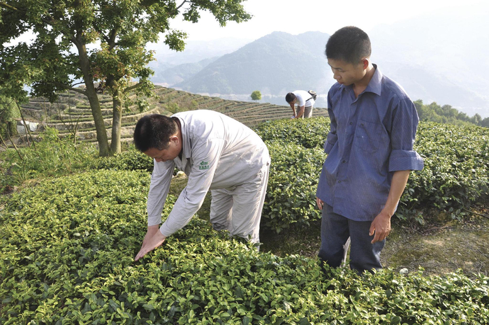 泉州德盛植保公司的专家指导农户观察病虫害。 （受访者供图）