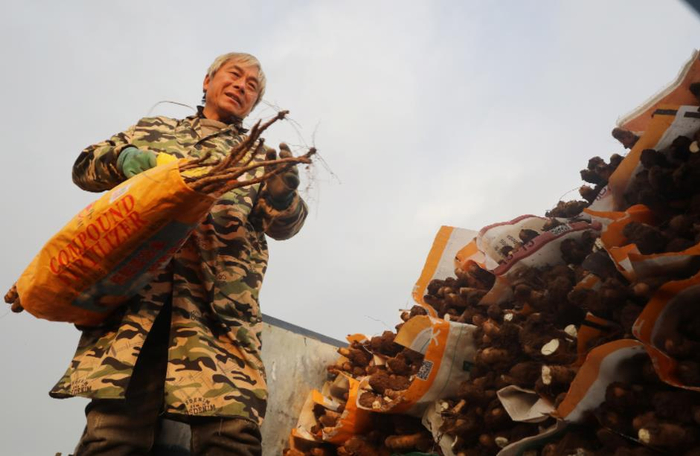     图为新鲜铁棍山药出土。徐宏星 摄