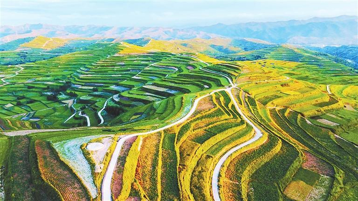 宕昌县拉路梁万亩中药材标准化生产基地。省农业农村厅供图