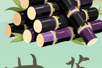 果说廉韵丨甘蔗：节节端直 心清味长