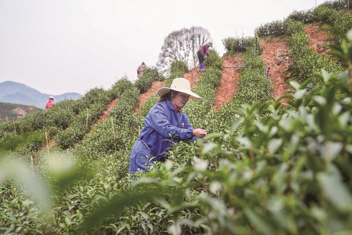 　　茶农采摘茶叶