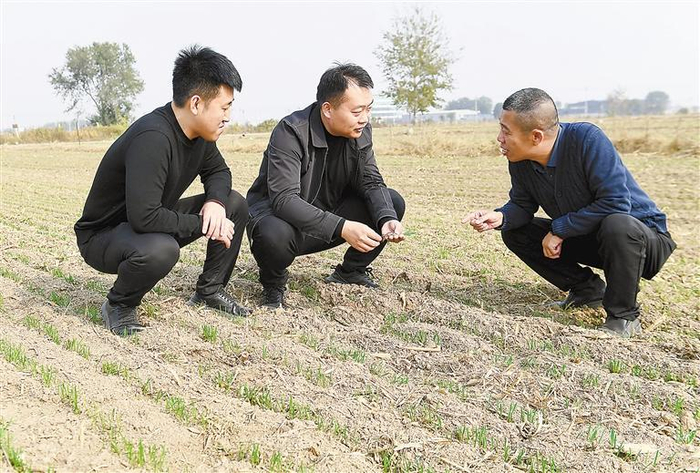    在大城县权村镇小麦种植基地，农技人员（中）在为农民讲解小麦播种及田间管理技术。    本报记者 杨雅淇 本报通讯员 刘雅娜 刘亮 摄