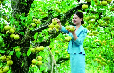     游客在石桥镇的梨园中采摘新鲜酥梨。徐硕摄