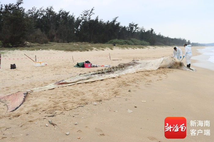 11月15日,按照规范流程,体长</p><img dir=