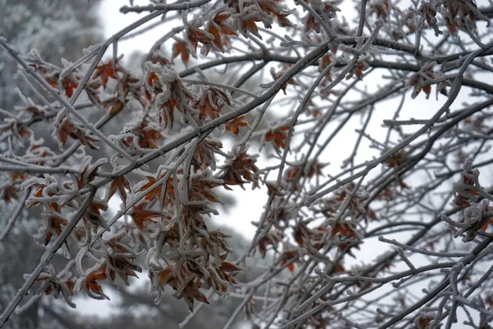黄山雾凇 解传光 摄