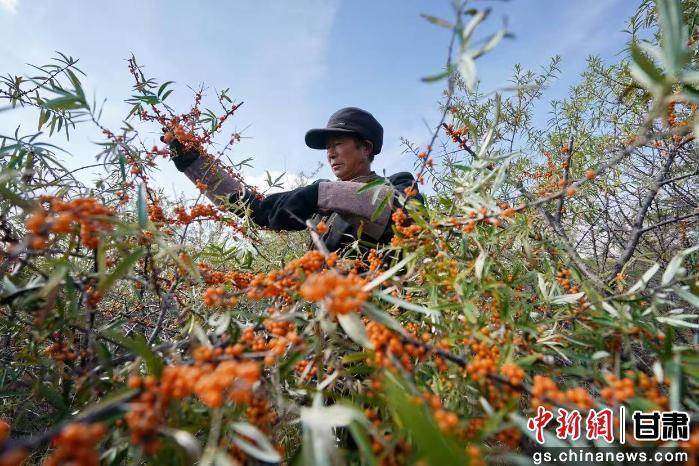  图为村民采摘沙棘果。 