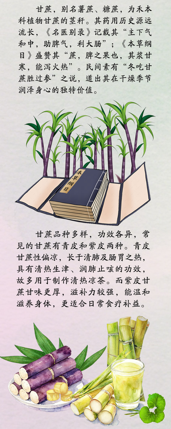 中药喻清廉丨甘蔗：清热生津 节节守正
