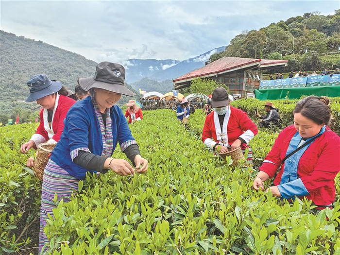 图为墨脱县群众在采摘茶青。