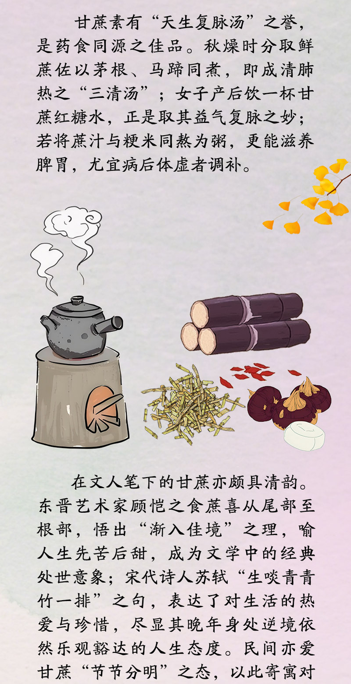 中药喻清廉丨甘蔗：清热生津 节节守正