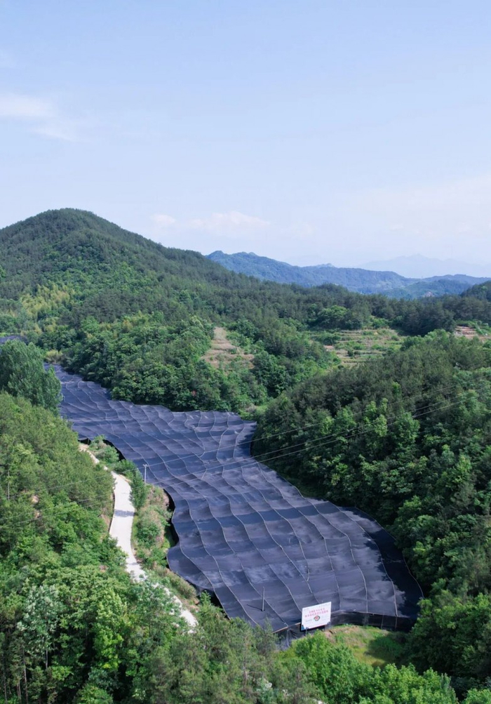 芝神堂灵芝种植基地