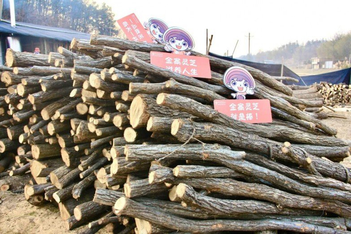 大别山深山栎木