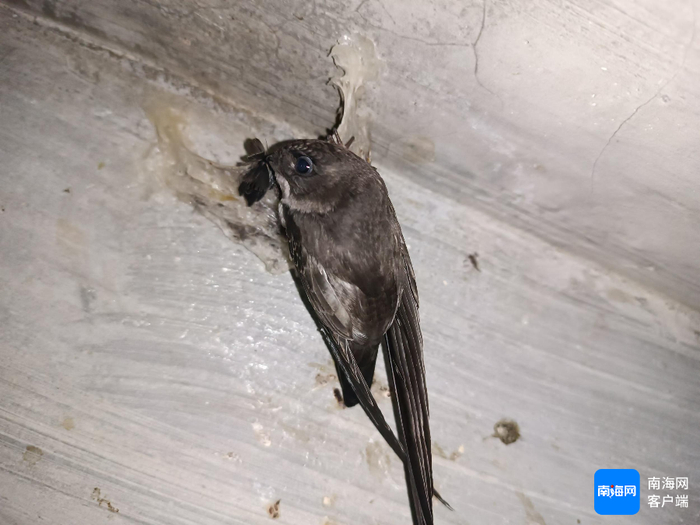 金丝燕觅食回巢。刘国琪供图