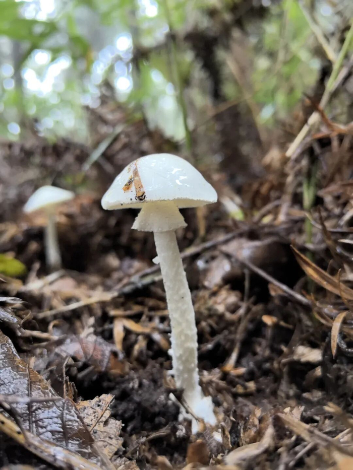 图为假淡红鹅膏野生菌