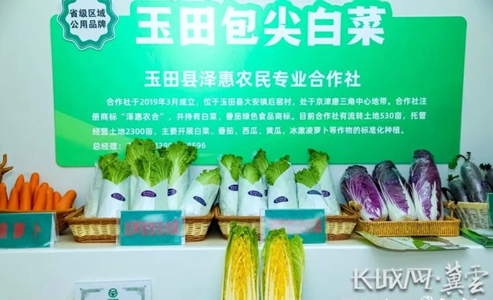 11月14日，“河北净菜”六进活动现场展示了河北玉田包尖白菜。河北省农业农村厅 供图