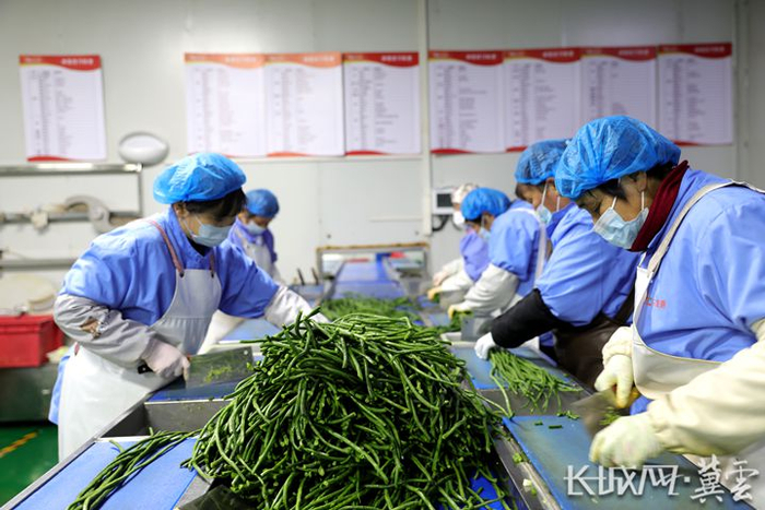 11月10日，净菜加工车间内工人在处理当天的蔬菜。长城网·冀云客户端记者 李佳琦 摄