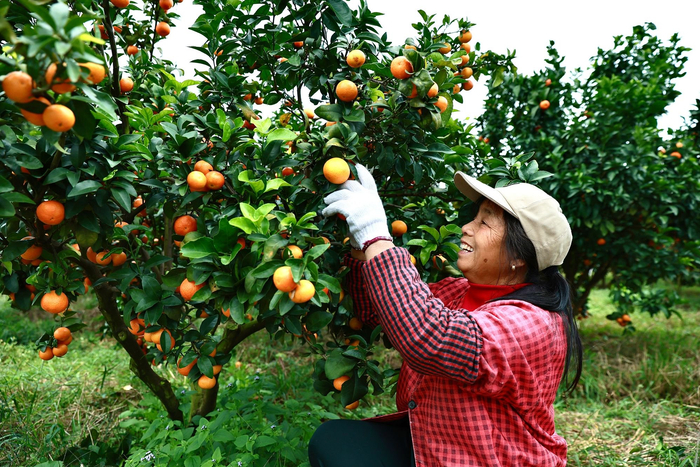 镜头丨小雪藏丰