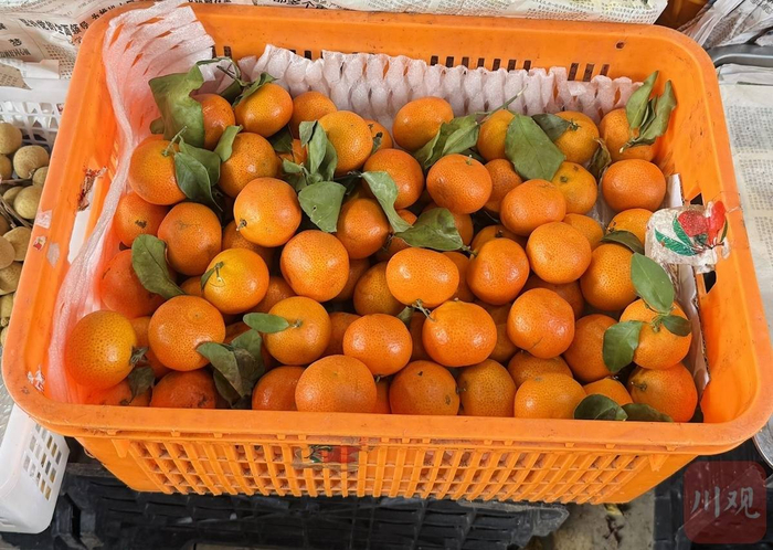 成都市锦江区某水果店售卖的广西产砂糖橘。