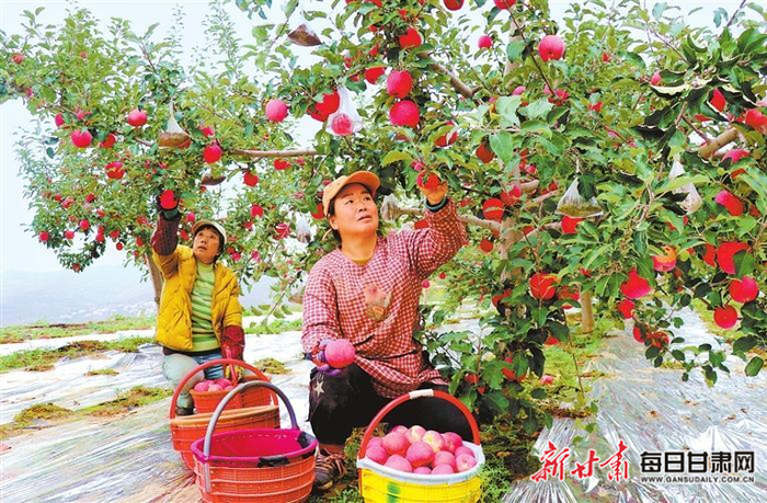 静宁县威戎镇果农正在采摘苹果。（资料图）新甘肃·甘肃日报通讯员 王毅