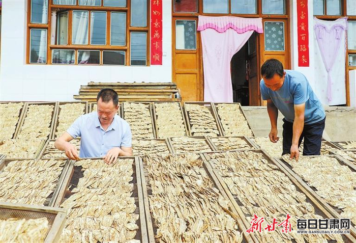 岷县秦许乡农户在庭院晾晒当归制品。（资料图）新甘肃·甘肃日报通讯员 郎佐民