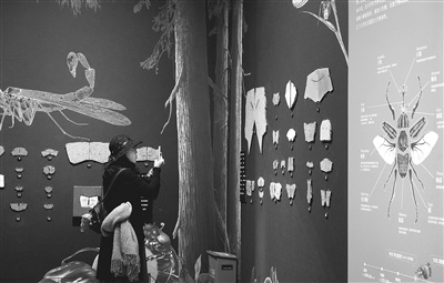 上图 观众观看展览上的珍贵古生物展品。下图 观众观看昆虫及节肢动物化石。    本报记者 洪星摄