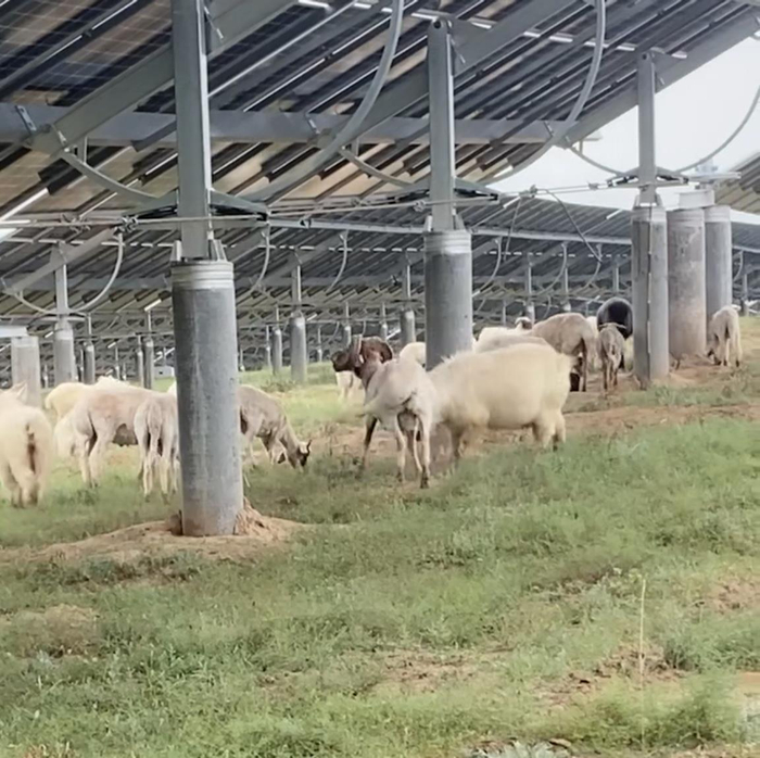 草原上建起光伏发电项目（来源：受访者提供的资料图）