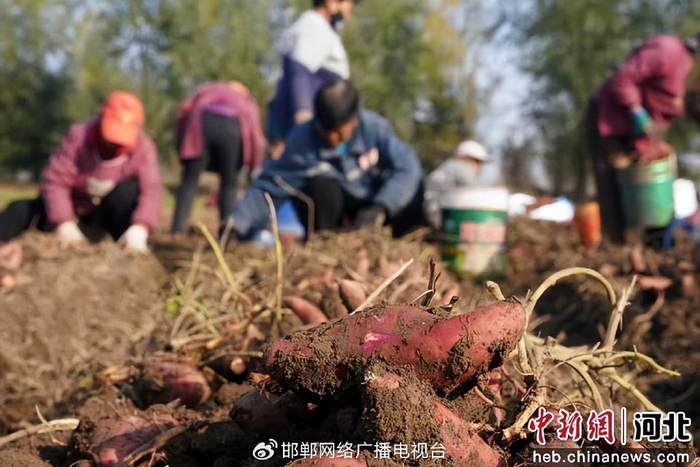 图为在上官庄一村红薯基地，村民正在采收红薯。 李栋 摄