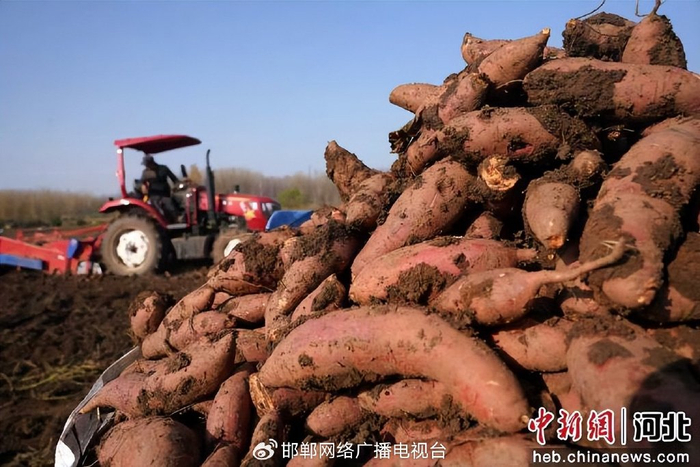 图为在上官庄一村红薯基地，红薯收获机忙碌作业。 李栋 摄
