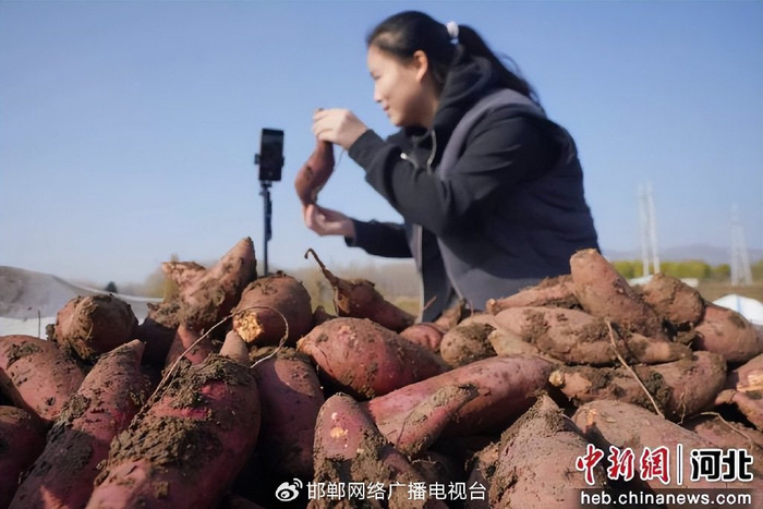 图为在上官庄一村红薯基地，主播正在直播销售刚出土的红薯。 李栋 摄
