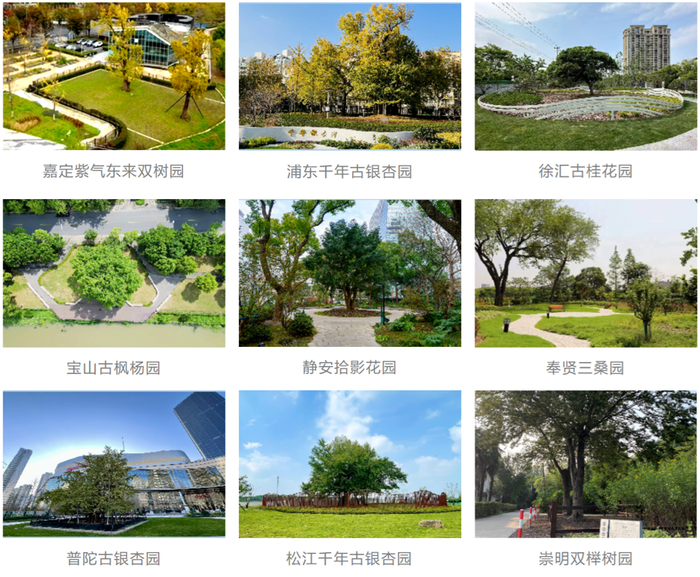 部分古树园。 来源：上海市绿化管理指导站