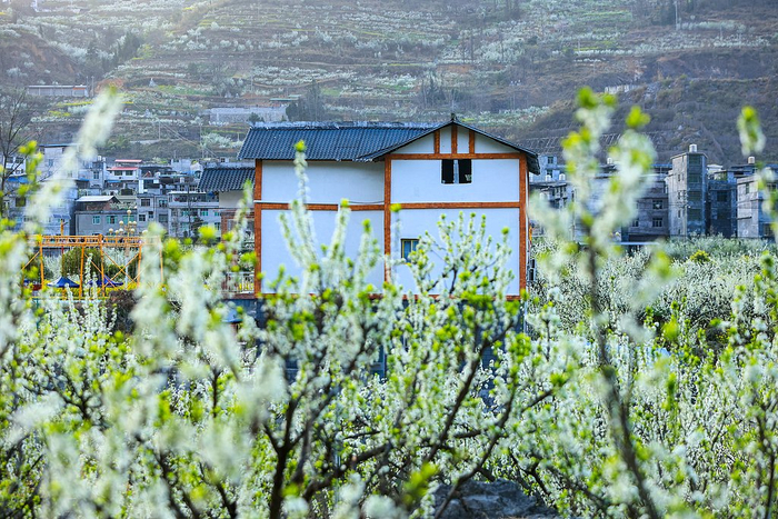 春天的沿河县沙子镇南庄村5万多亩李花竞相怒放