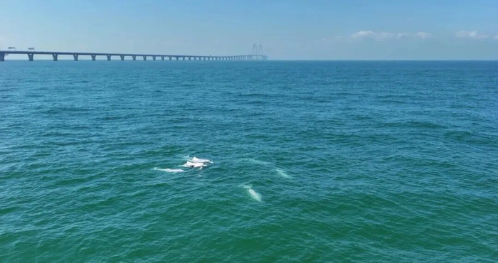 △中华白海豚与港珠澳大桥同框
