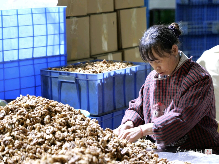 洛南县正在剥核桃的务工群众。