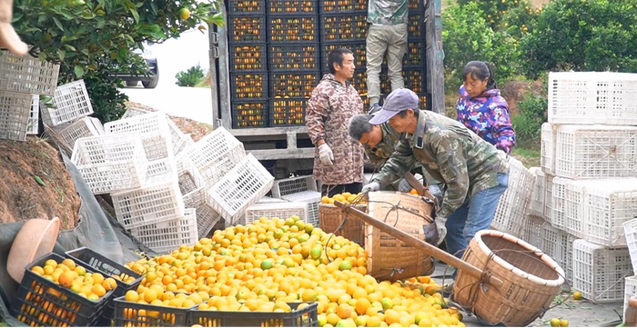 图为晓坪乡下果现场