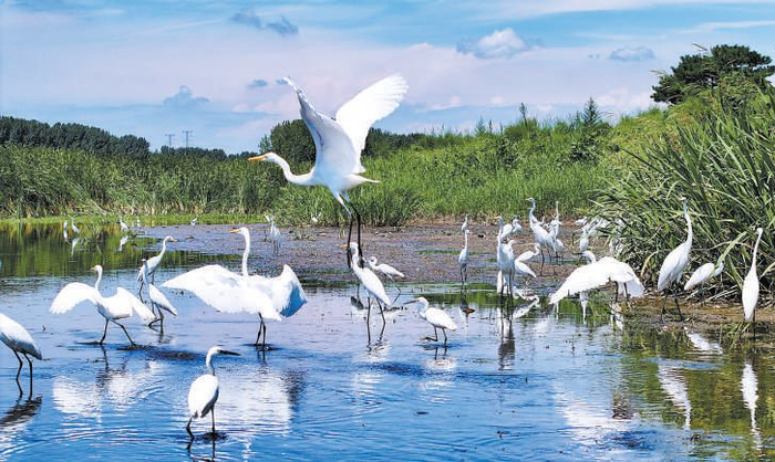 图为潮白河上白鹭翻飞（资料图）。本报特约摄影 马文晓摄