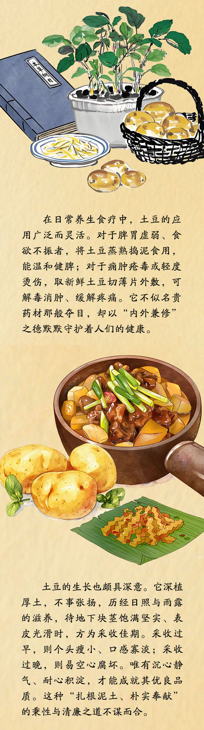 中药喻清廉丨土豆：朴实守拙 厚养众生