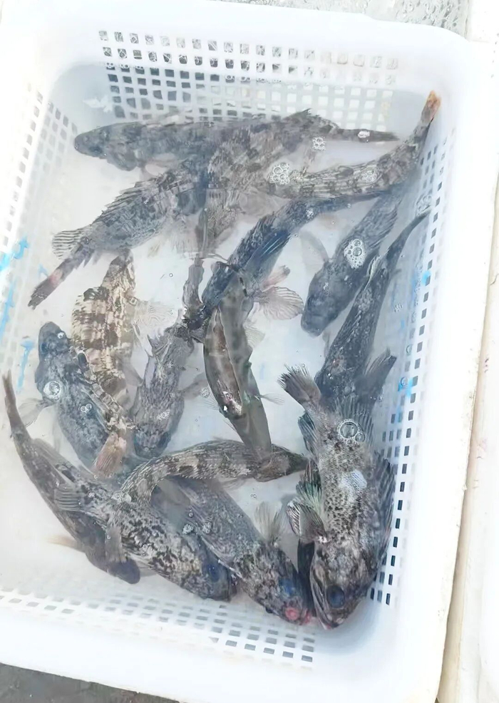 南姜码头在售的活鱼。