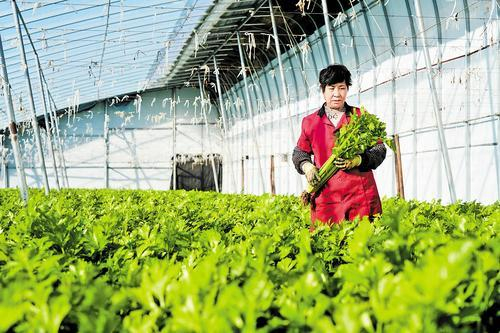     11月21日，廊坊市安次区仇庄镇宋王务村村民在大棚采摘芹菜。 本报记者王伟摄
