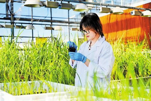     11月20日，中国农业科学院廊坊科研中试基地科研人员在温室观察水稻苗的生长情况。 本报记者王伟摄