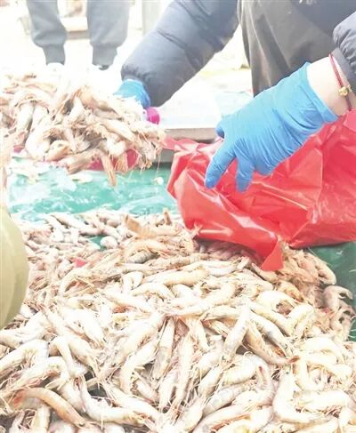 蛎虾个头大、味道鲜，受消费者青睐。