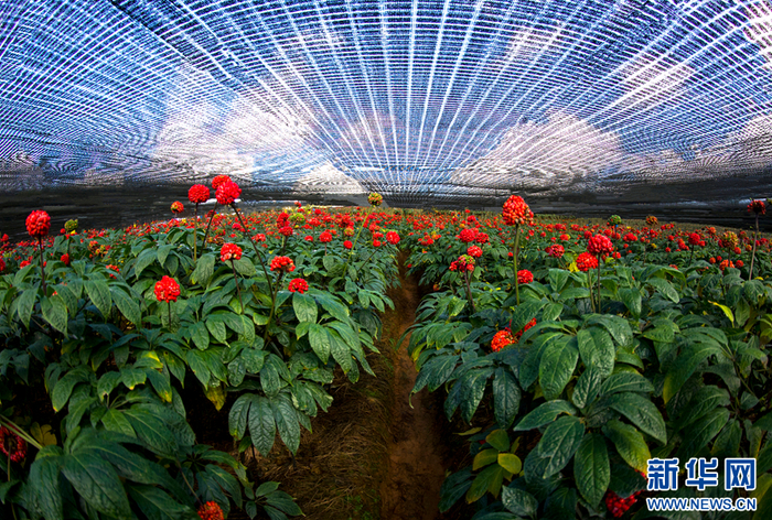 文山州一处三七种植基地（资料图）。新华网发（文山州委宣传部 供图）