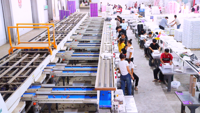 ↑在车间内，新梅自动分拣场景。　合米提江·吐尔洪　摄